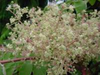 aralia elata variegata fleurs.JPG